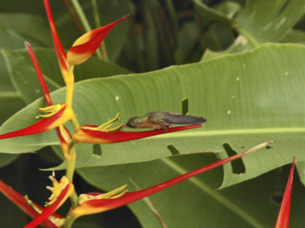 Guacamaya Lodge Paraiso  Bagian luar foto